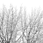 Affiche poster Snowy Tree