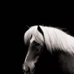 Affiche poster cheval, Hestur noir blanc sombre