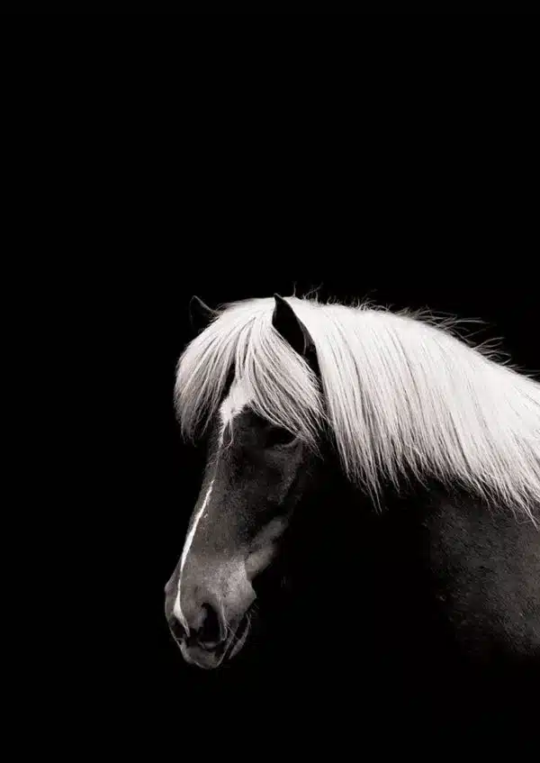 Affiche poster cheval, Hestur noir blanc sombre