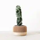 Cache pot éco responsable, Apple- Impression 3D