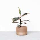 Cache pot éco responsable, Apple- Impression 3D