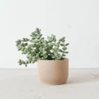 Cache pot en impression 3D