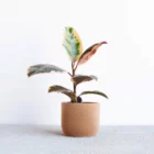 Cache pot en impression 3D