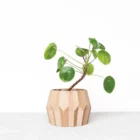 Cache pot en impression 3D